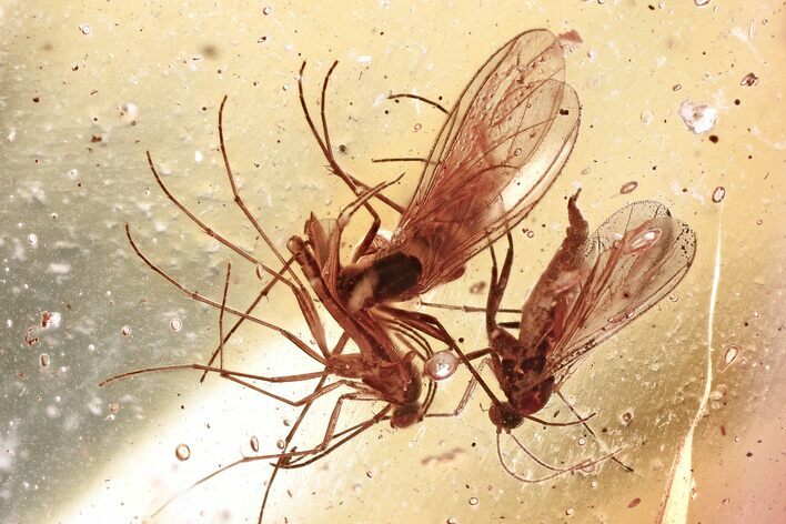 Three Fossil Dark-Winged Fungus Gnats (Sciaridae) In Baltic Amber #367484